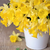 Bulk Daffodils - 500 Stems