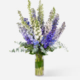 Mixed Market Delphinium