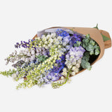 Mixed Market Delphinium