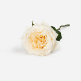 White Garden Roses