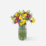 Mixed Freesia