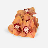 Mixed Market Autumnal Orchids