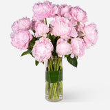 Pink Market Peonies