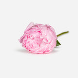 Pink Market Peonies