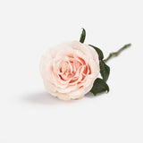 Pastel Harmony Roses