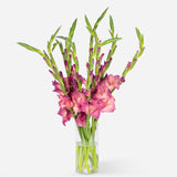Market Gladioli