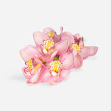Mixed Market Blush Orchids