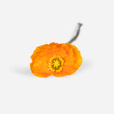 Mixed Market Poppies