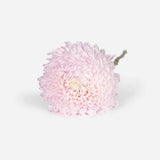 Mixed Market Peony-Chysanthemums