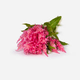 Mother's Day Blush Market Mix