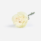 White Garden Roses
