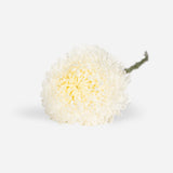 Mixed Market Peony-Chysanthemums