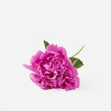 Mixed Market Peonies