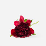 Mixed Market Peonies