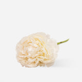 Premium White Peonies
