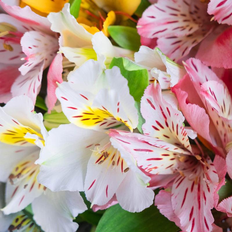 Market Flowers Wholesale Alstromeria Wholesale Flowers Market