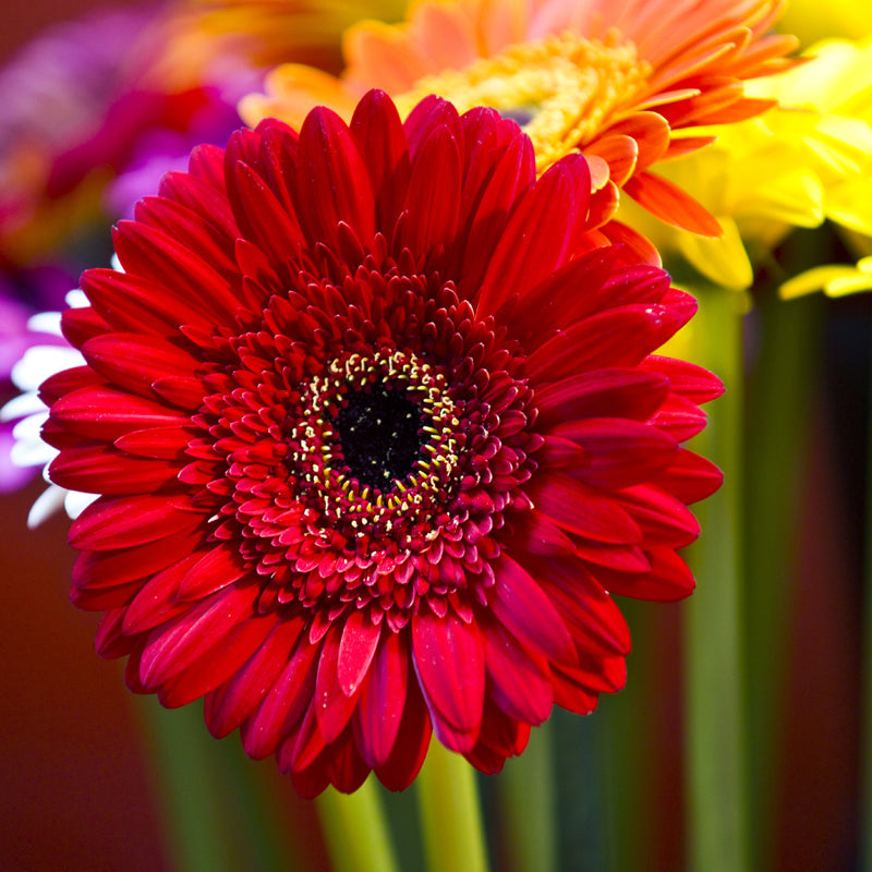 Wholesale Flowers Auckland Market Flowers Page 2 Market Flowers Auckland