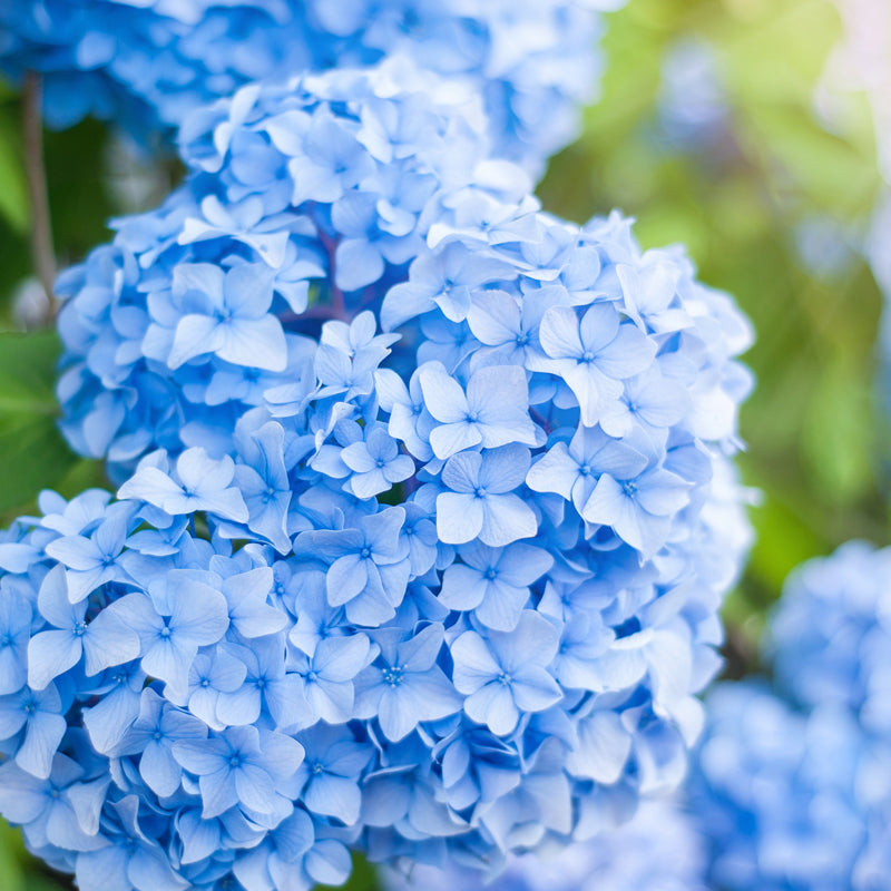 Market Flowers Wholesale Hydrangea Wholesale Flowers Market