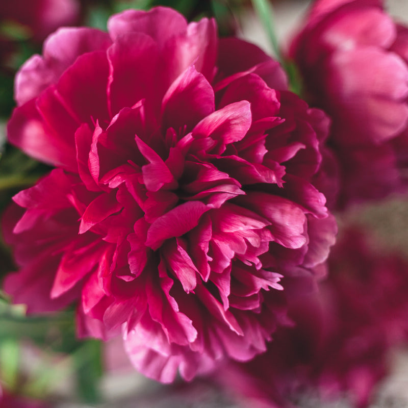 Market Flowers Wholesale Paeonies Wholesale Flowers Market