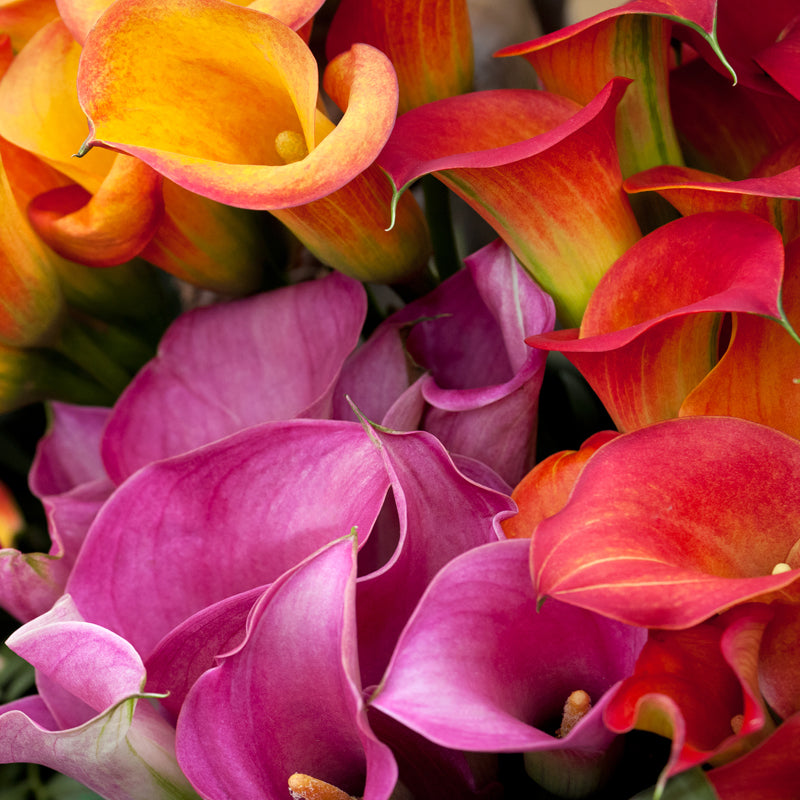 Market Flowers Wholesale Callas Wholesale Flowers Market Flowers