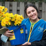 Bulk Daffodils - 500 Stems