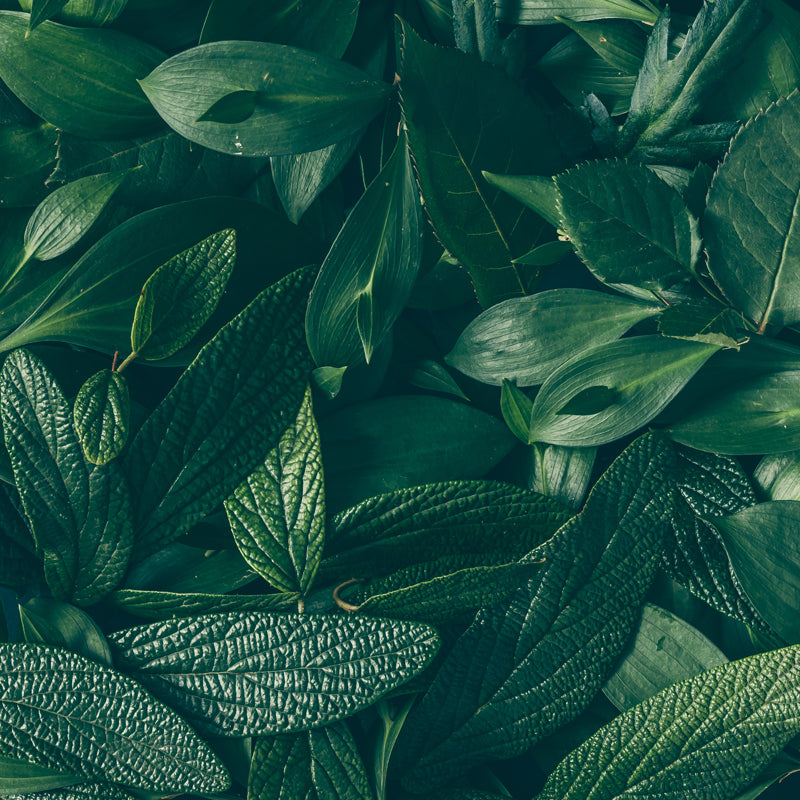 Market Flowers Wholesale Greenery Wholesale Flowers Market