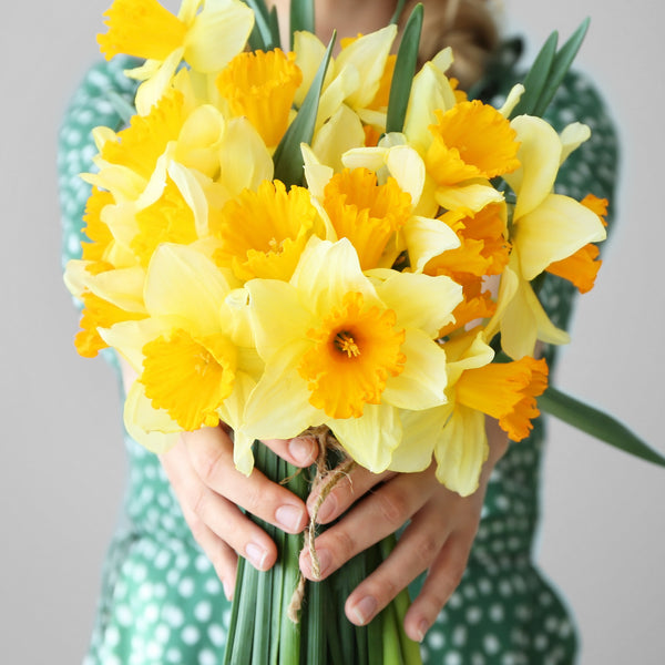 Daffodil Bouquet - 100 Stems