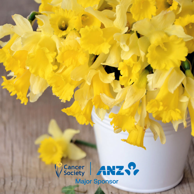 Bulk Daffodils - 500 Stems
