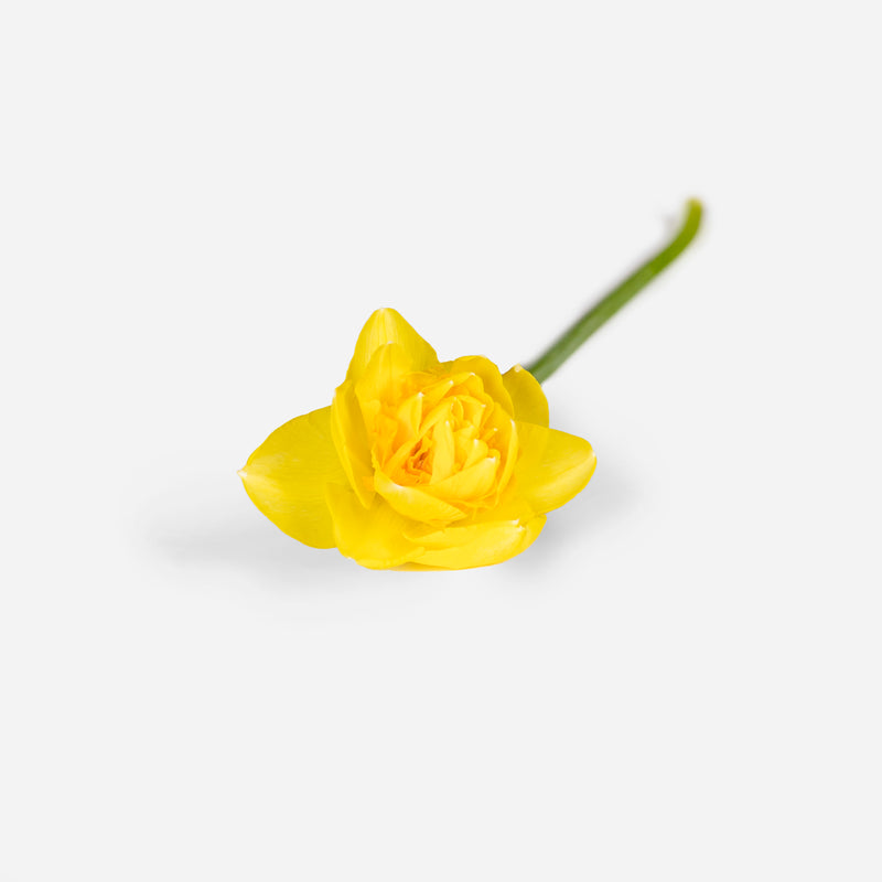 Market Daffodils
