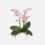 Scented Mini Phalaenopsis Orchids (Ceramic)
