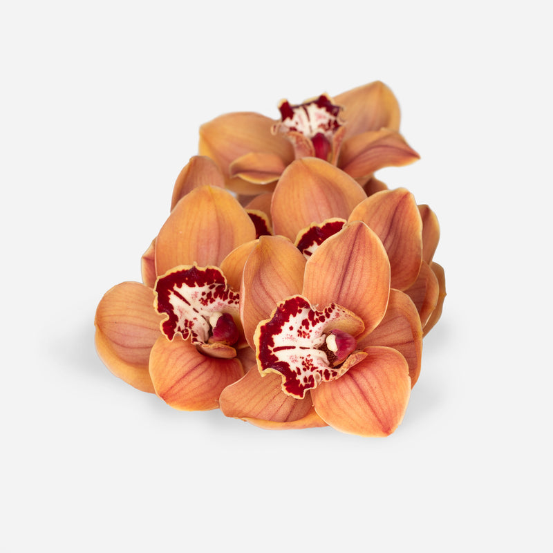 Mixed Market Autumnal Orchids
