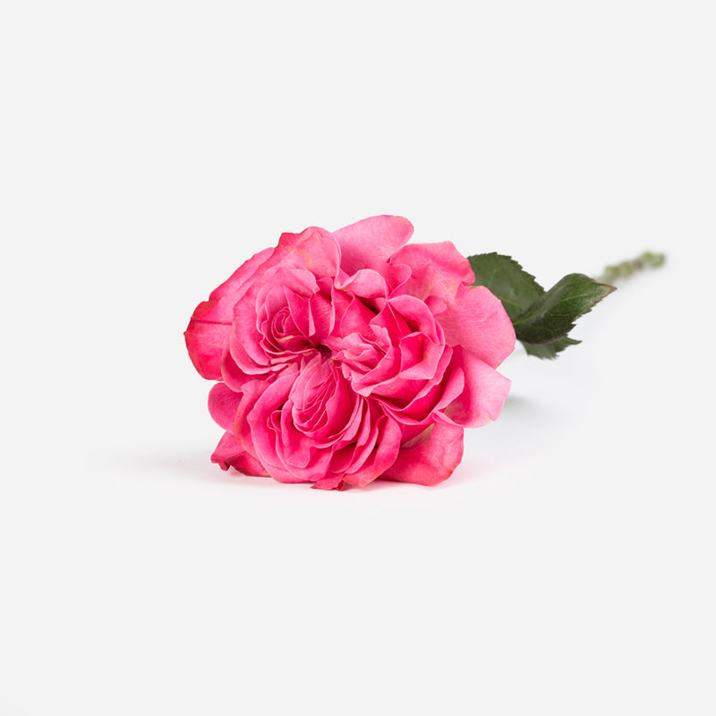 Blushing Petal Roses