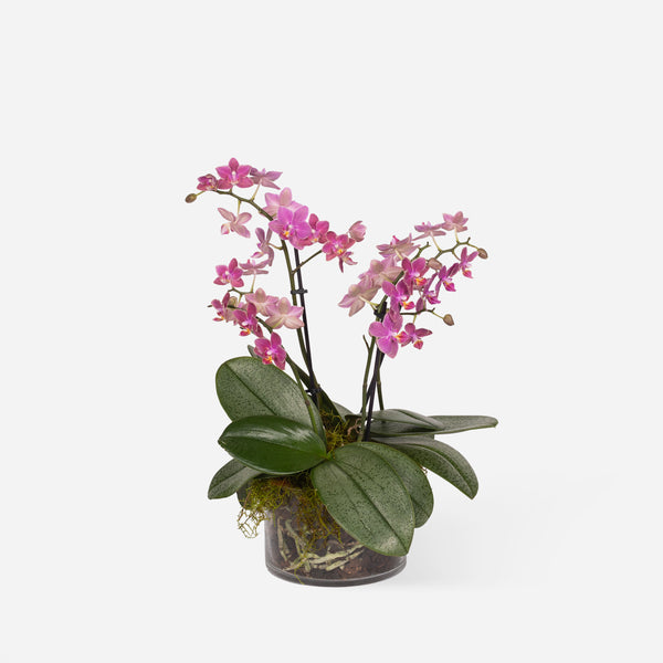 Scented Mini Phalaenopsis Orchids (Glass Vase)