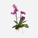 Mini Double Orchids (Ceramic)