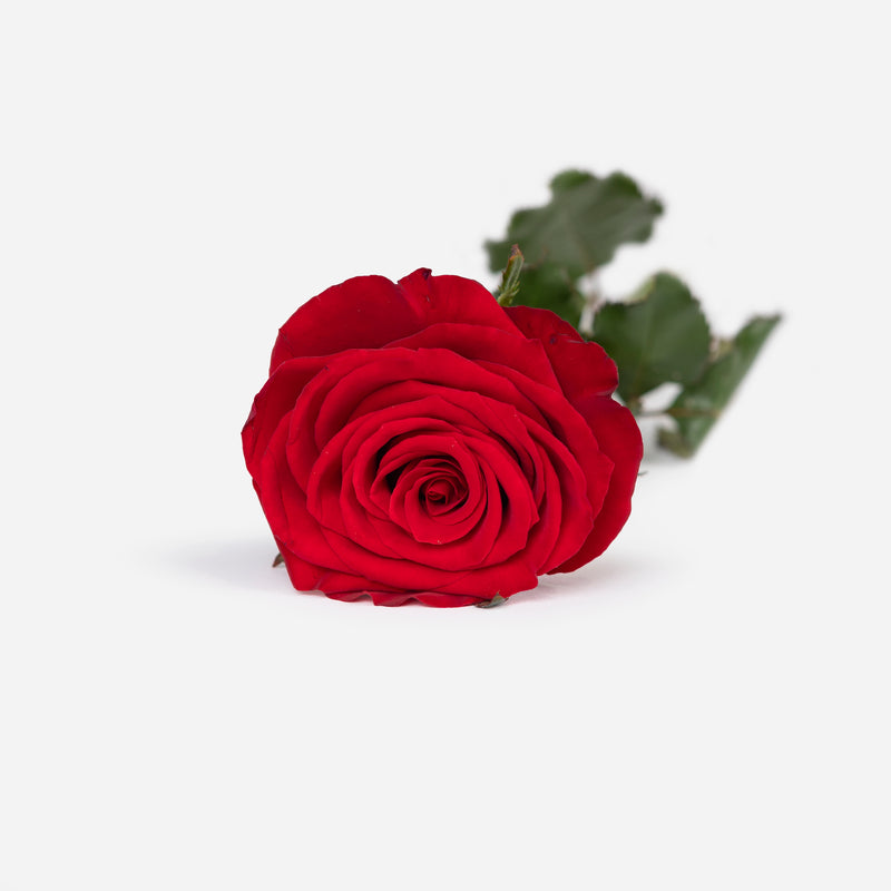 Single Red Rose