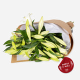 Market X-Mas Lilies