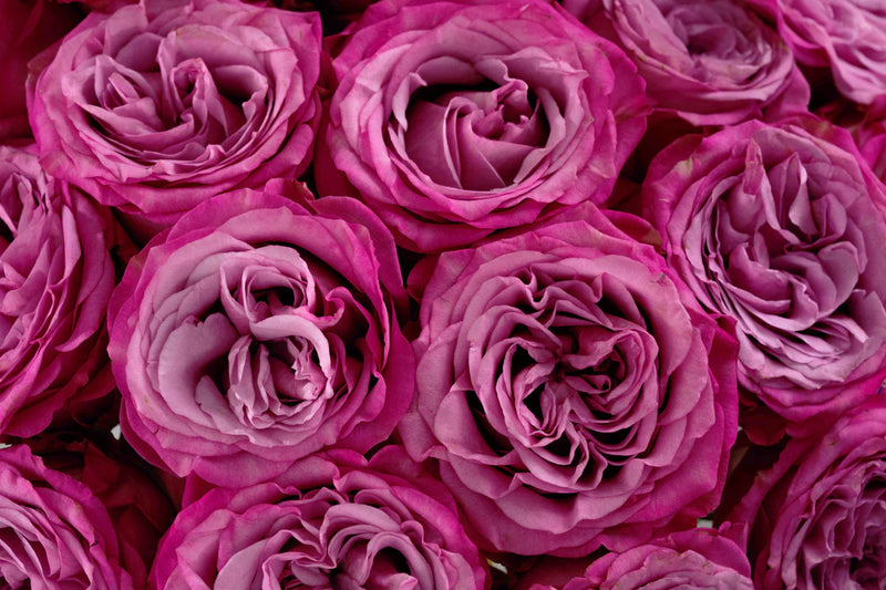 Market Purple Roses