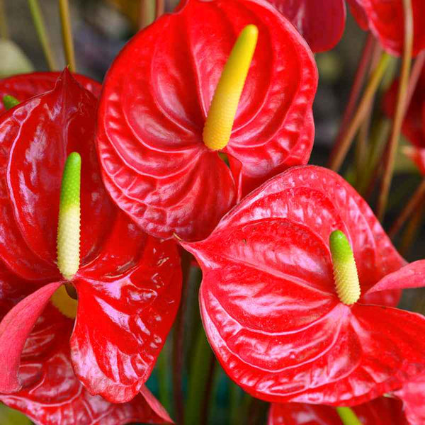 anthurium plant nz Market Flowers | Wholesale Anthrium