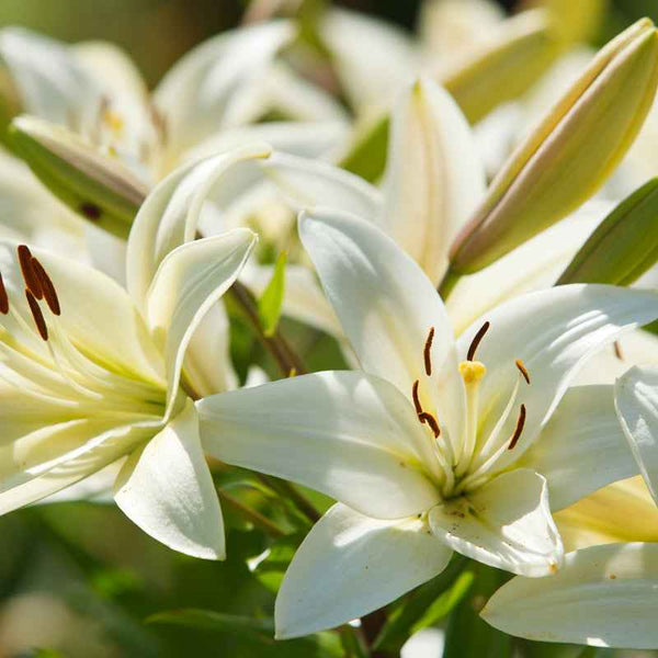 white lilies nz Market Flowers | Wholesale Lillies